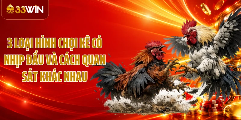 3 loại hình chọi kê có nhịp đấu và cách quan sát khác nhau