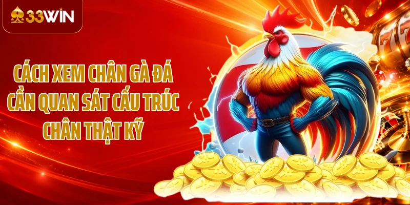 Cách xem chân gà đá cần quan sát cấu trúc chân thật kỹ